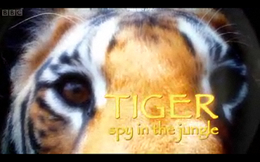 BBC1 Tiger