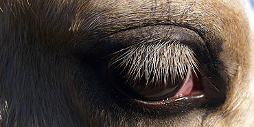 horse's eye
