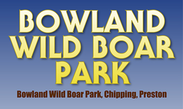 bowland wild boar park