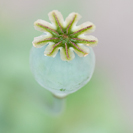poppy seed head